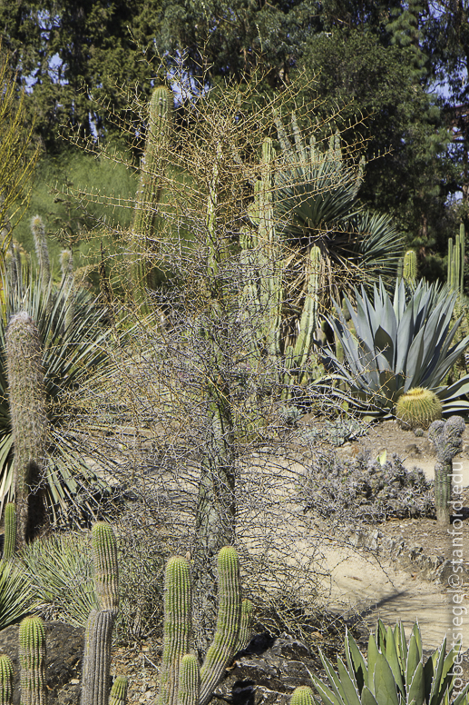 arizona garden